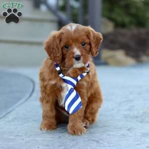 Mr. Bentley, Cavapoo Puppy
